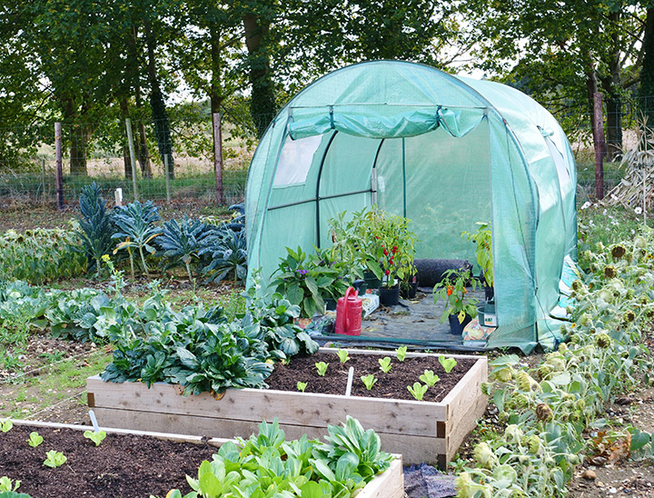 Image of an allotment